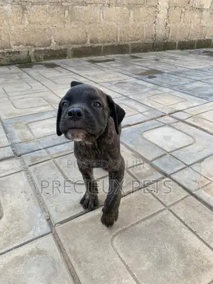 1-3 months Female Purebred Boerboel