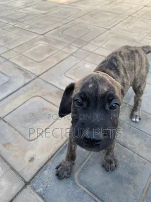 1-3 months Female Purebred Boerboel