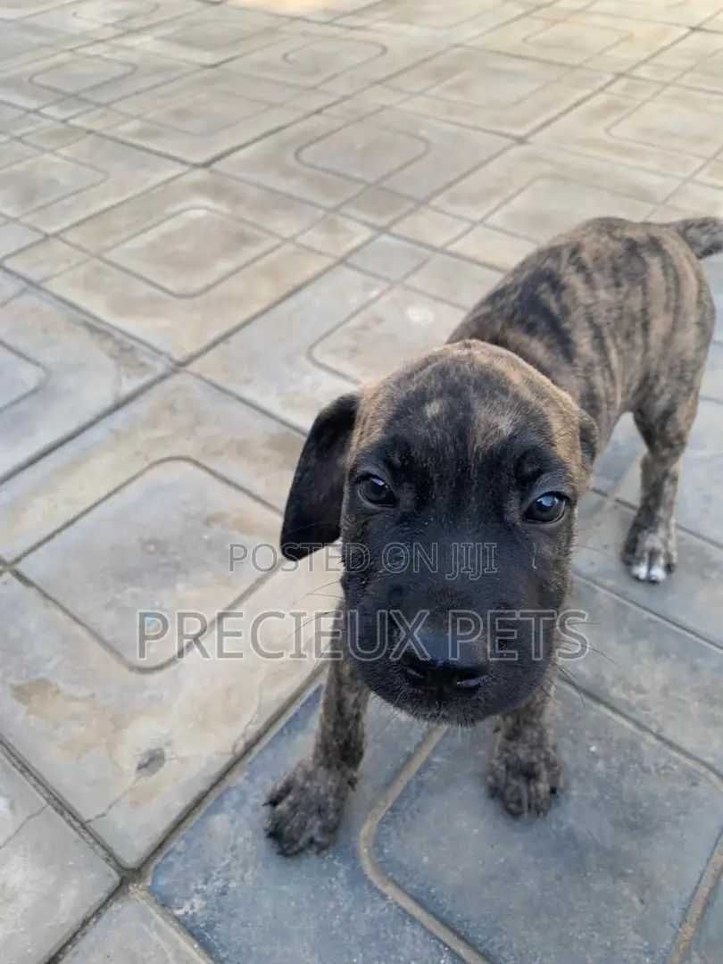 1-3 months Female Purebred Boerboel