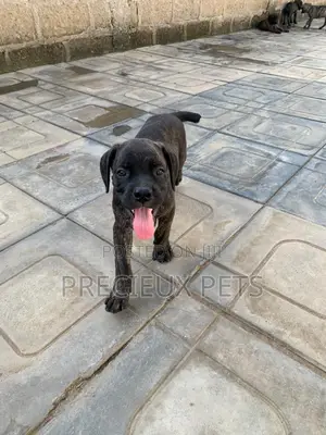 1-3 months Female Purebred Boerboel