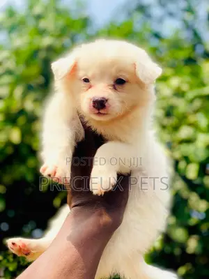 1-3 months Female Purebred American Eskimo