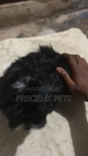 1-3 months Male Mixed Breed Maltese Shih Tzu