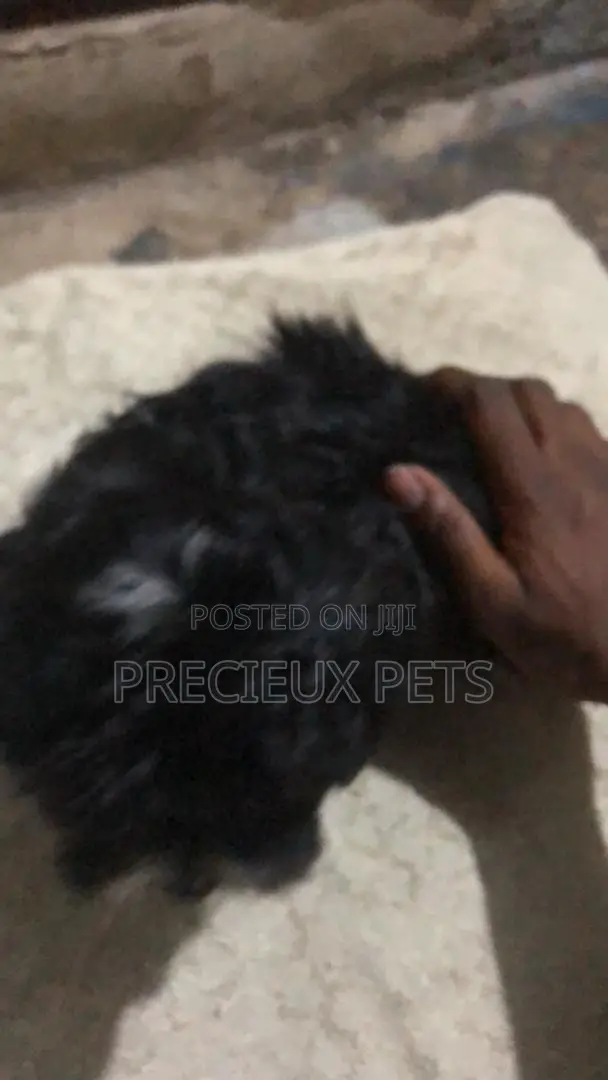 1-3 months Male Mixed Breed Maltese Shih Tzu