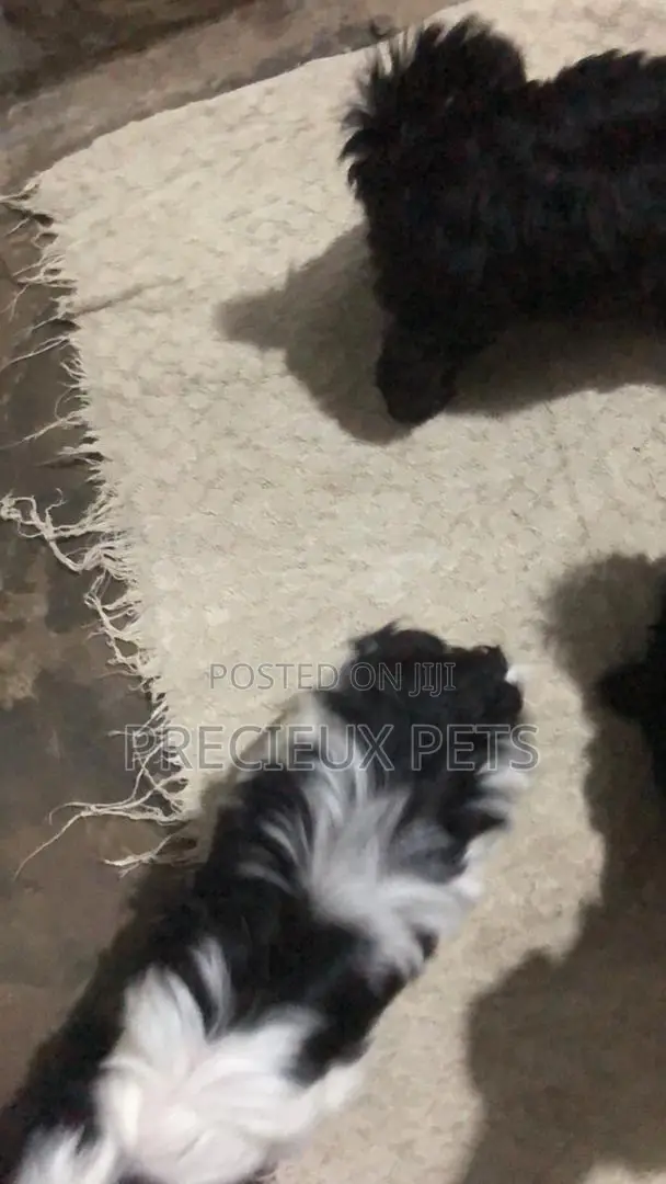 1-3 months Male Mixed Breed Maltese Shih Tzu