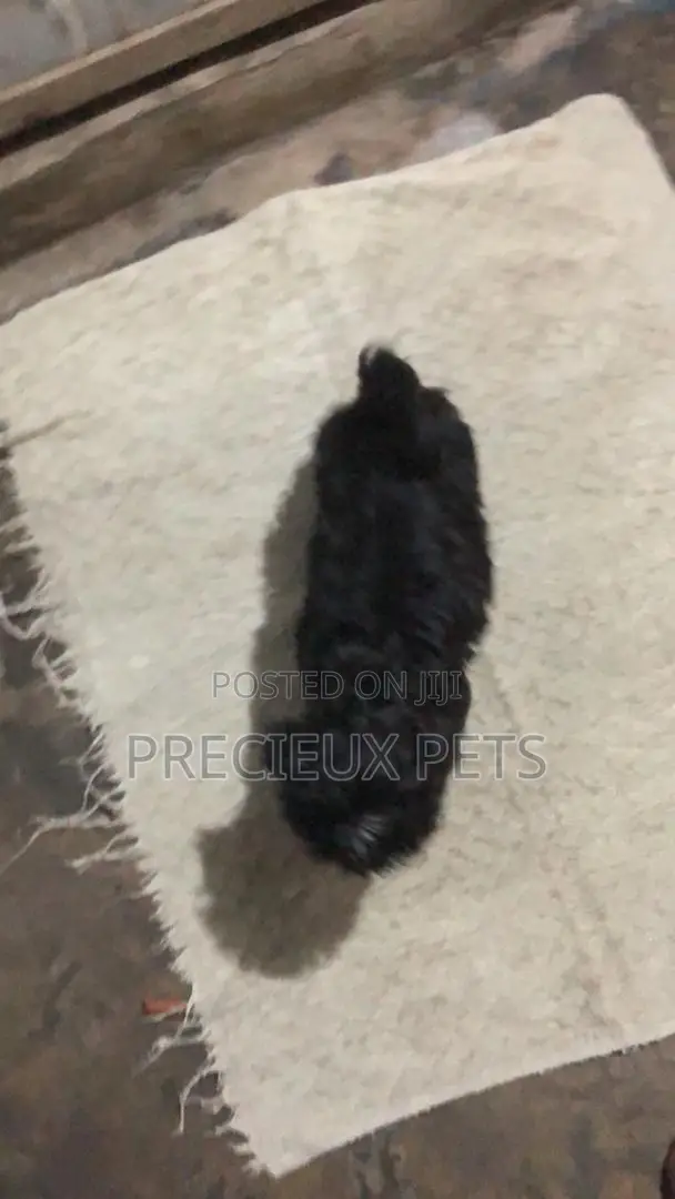 1-3 months Male Mixed Breed Maltese Shih Tzu