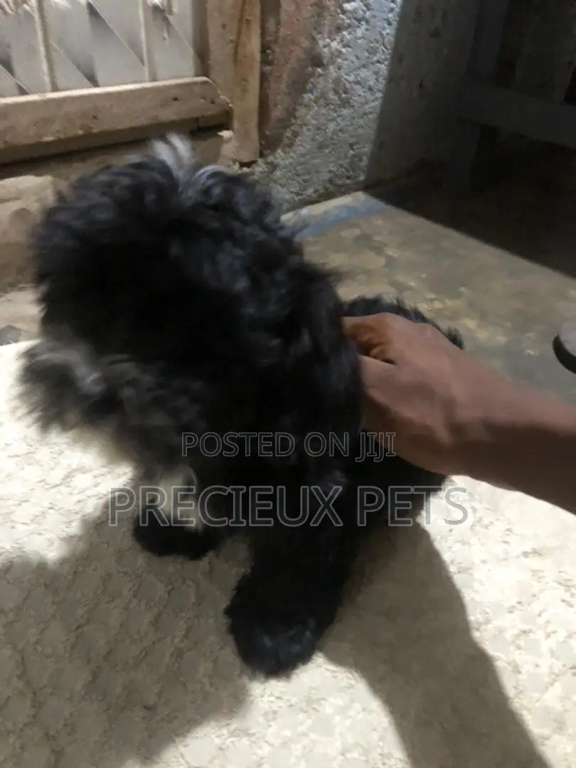1-3 months Male Mixed Breed Maltese Shih Tzu