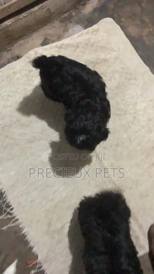 1-3 months Male Mixed Breed Maltese Shih Tzu
