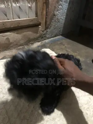 1-3 months Male Mixed Breed Maltese Shih Tzu
