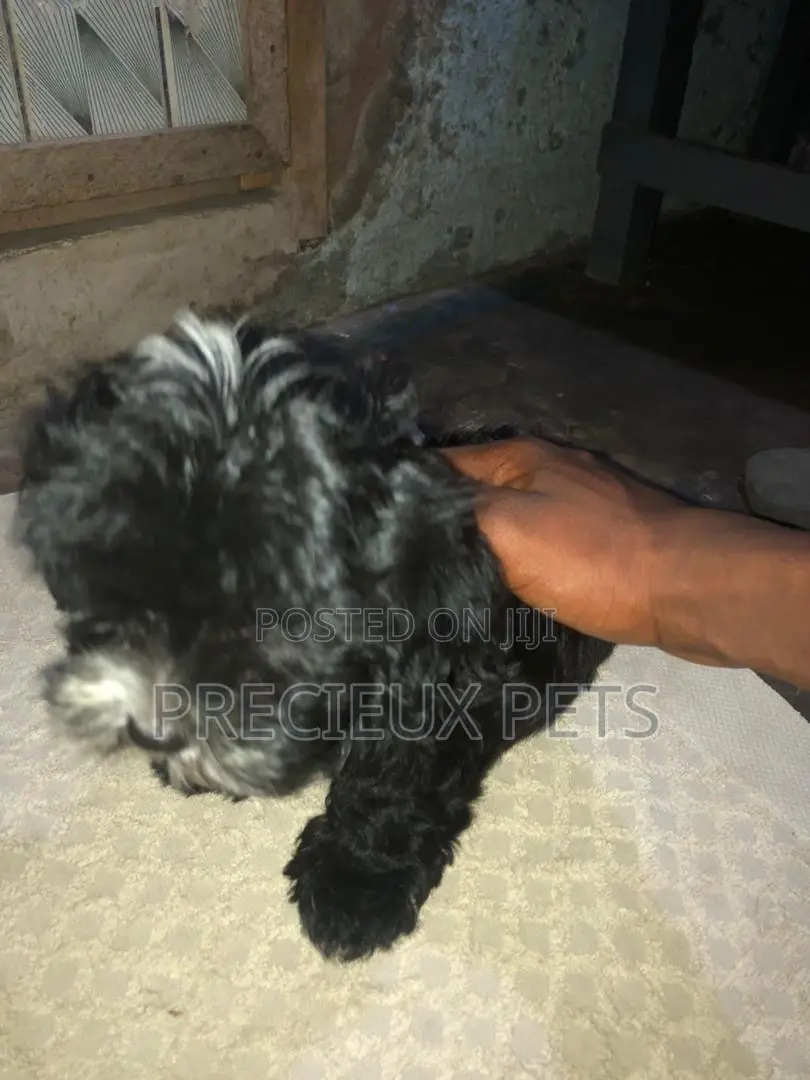 1-3 months Male Mixed Breed Maltese Shih Tzu