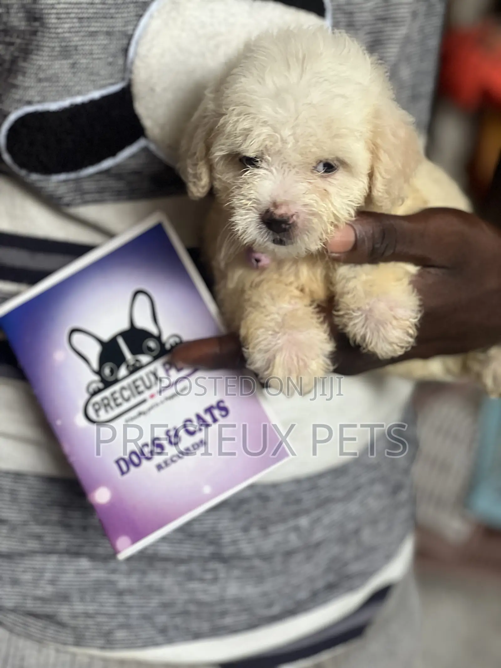 1-3 months Female Purebred Poodle