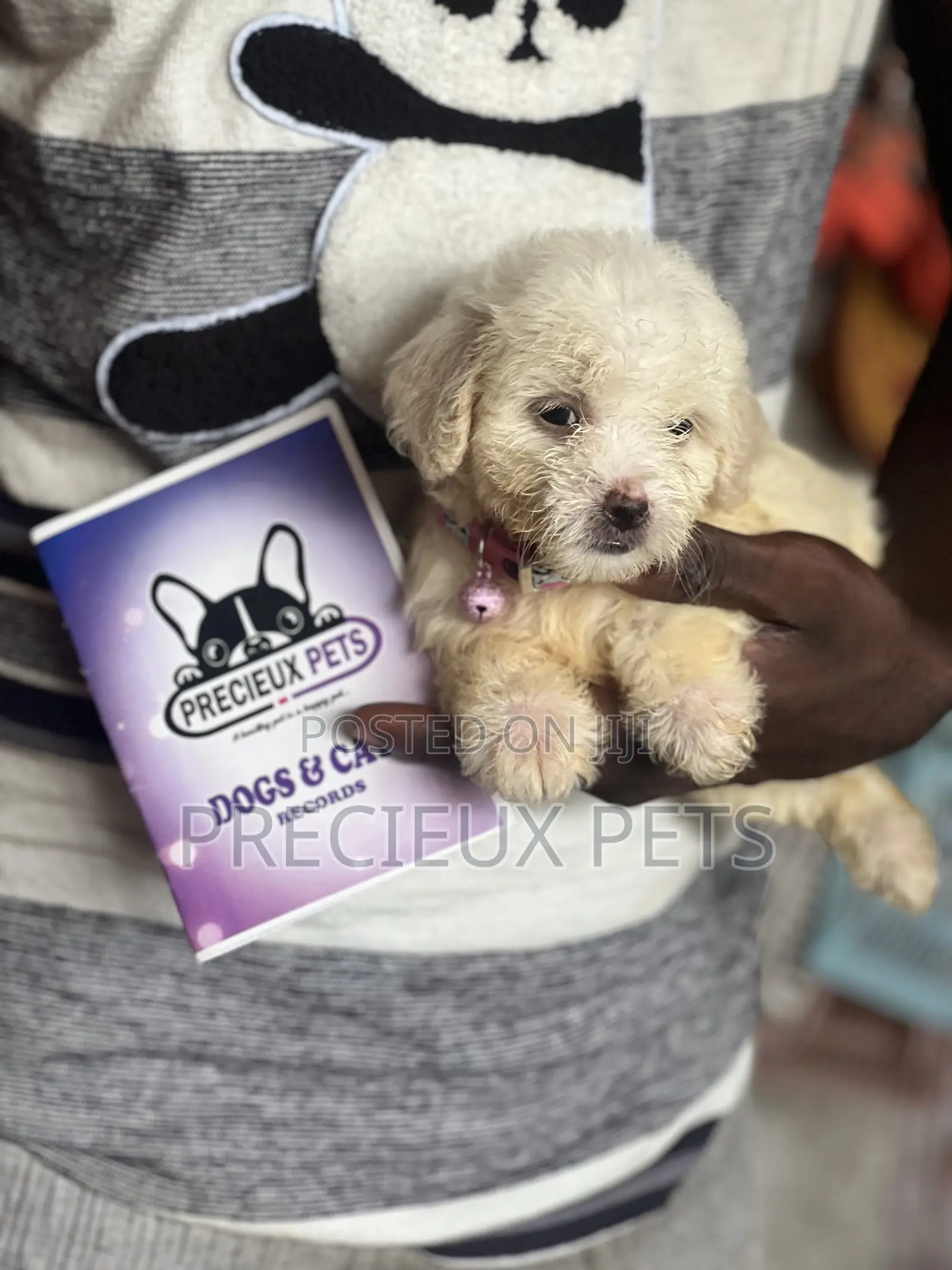 1-3 months Female Purebred Poodle