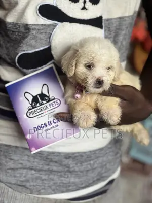 1-3 months Female Purebred Poodle