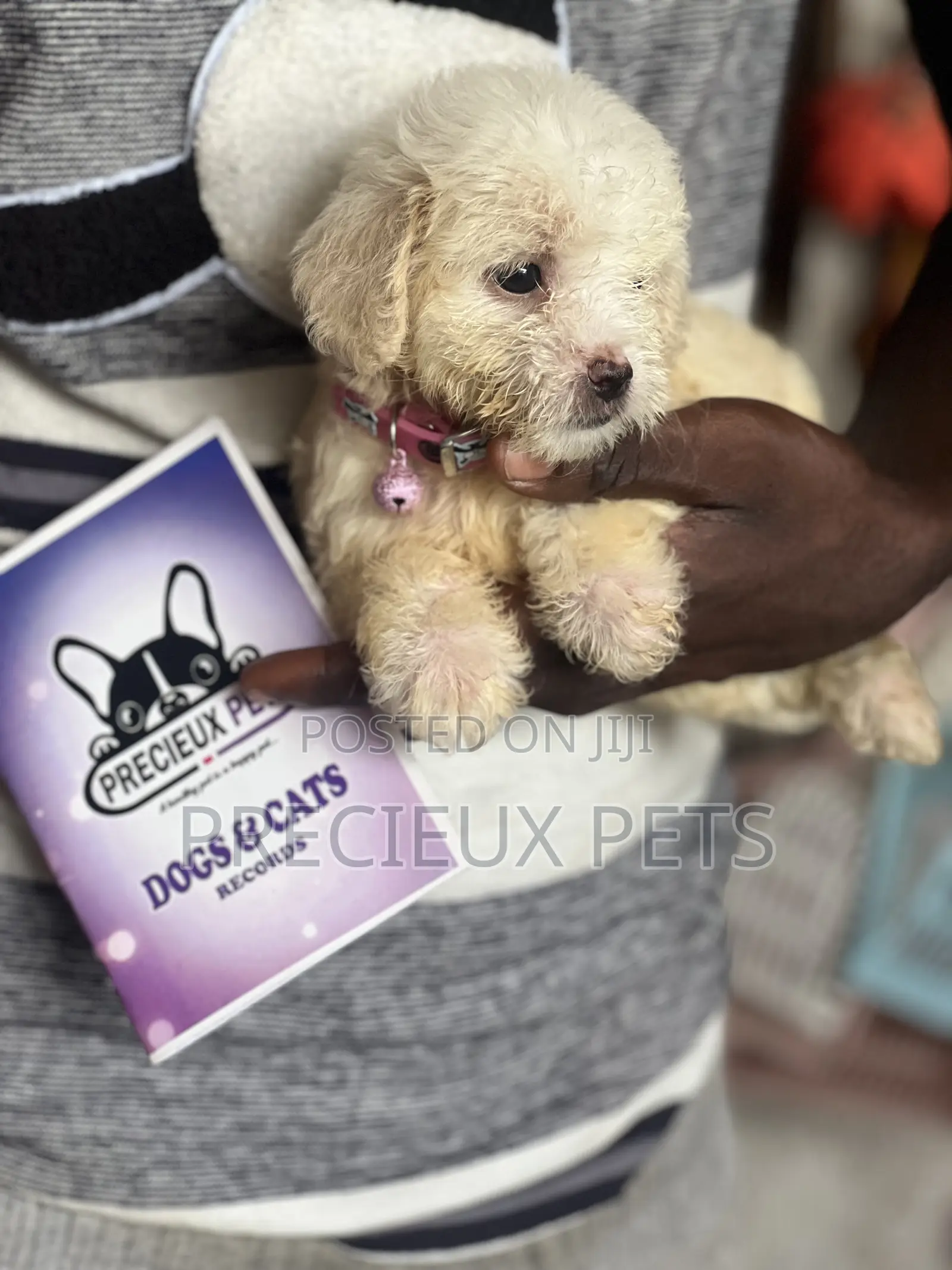 1-3 months Female Purebred Poodle
