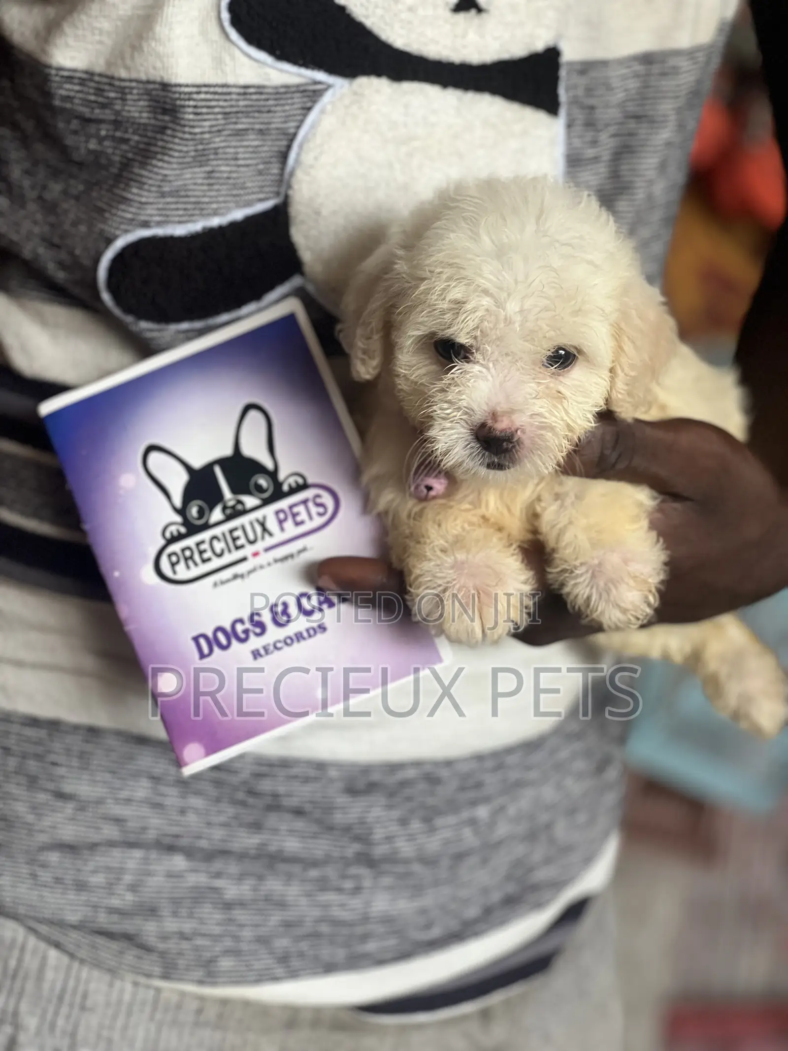 1-3 months Female Purebred Poodle