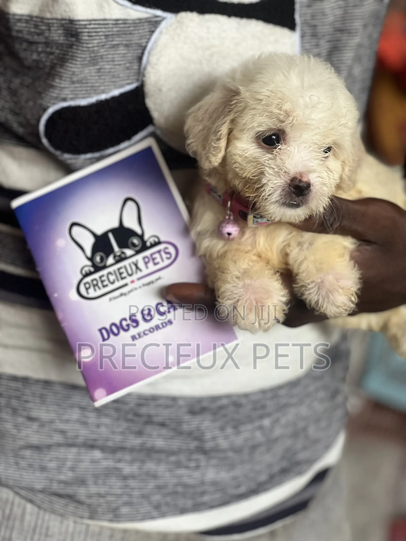 1-3 months Female Purebred Poodle