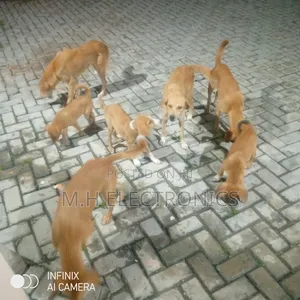6-12 months Male Mixed Breed Dog