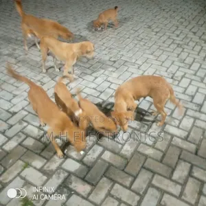 6-12 months Male Mixed Breed Dog