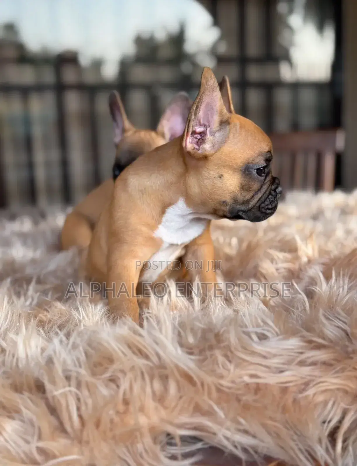 1-3 months Female Purebred French Bulldog