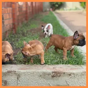 1-3 months Female Purebred French Bulldog
