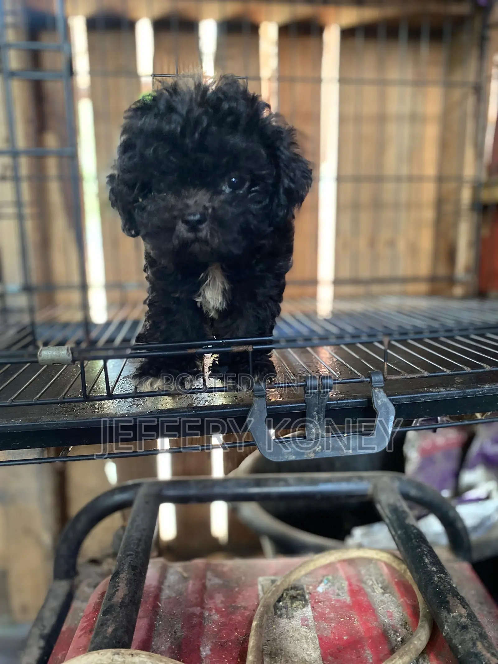 1-3 months Male Purebred Poodle