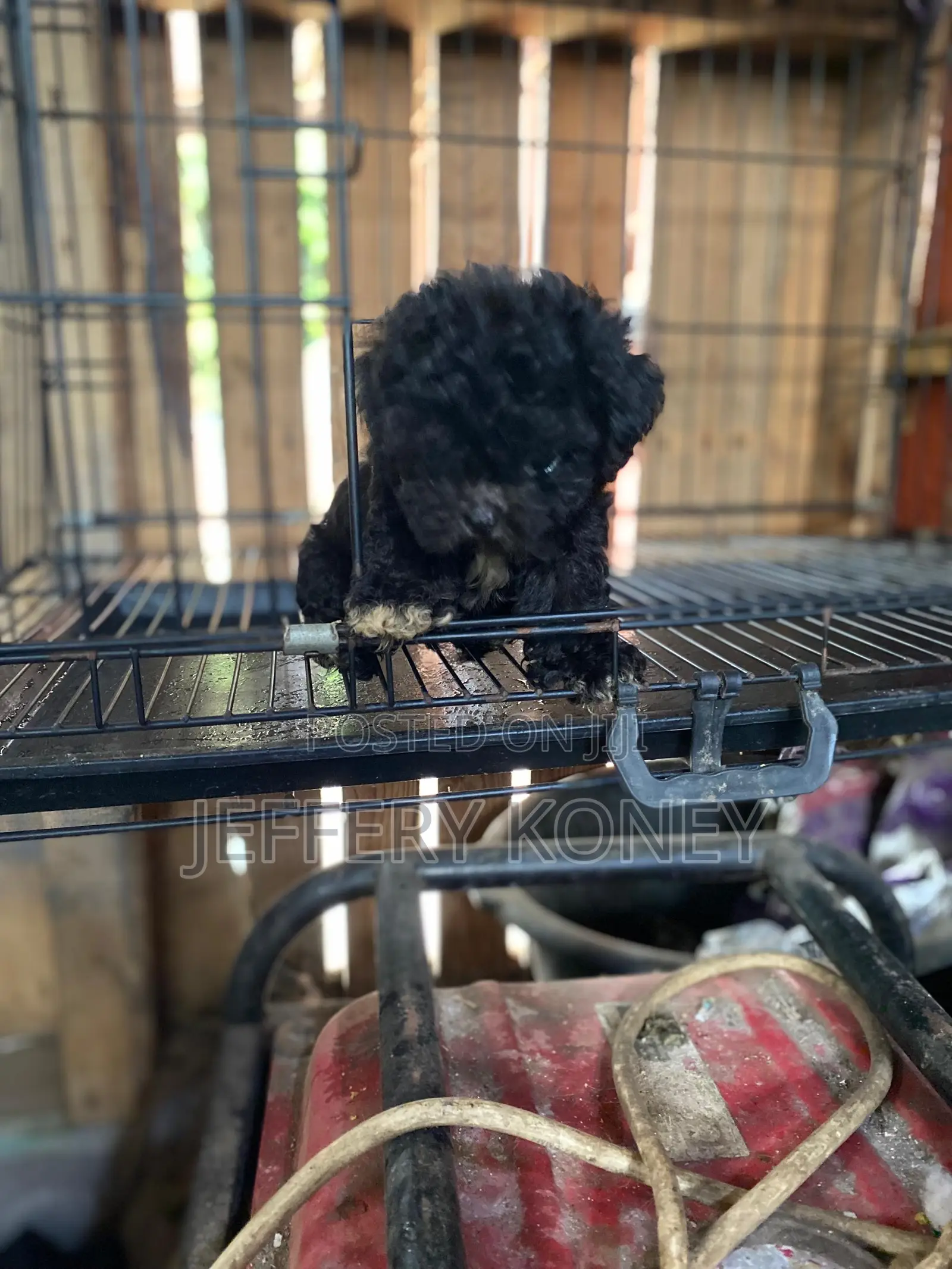 1-3 months Male Purebred Poodle