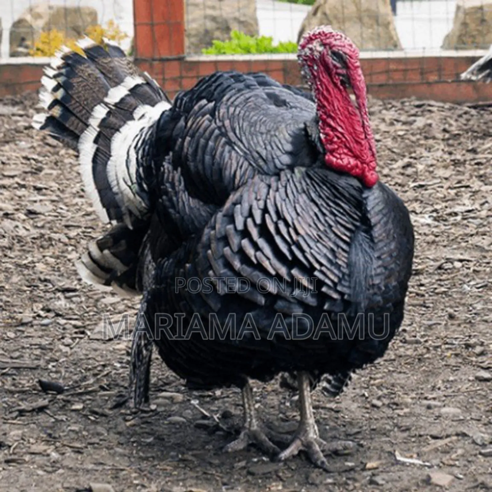 Poultry Turkeys