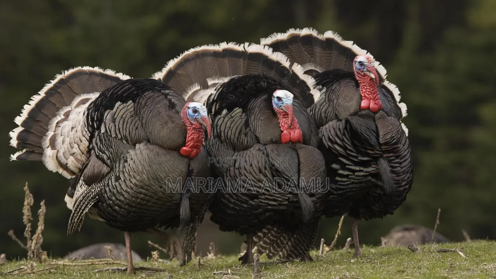 Poultry Turkeys