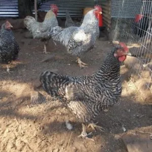 Poultry Fowls