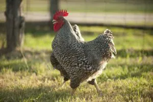 Poultry Fowls