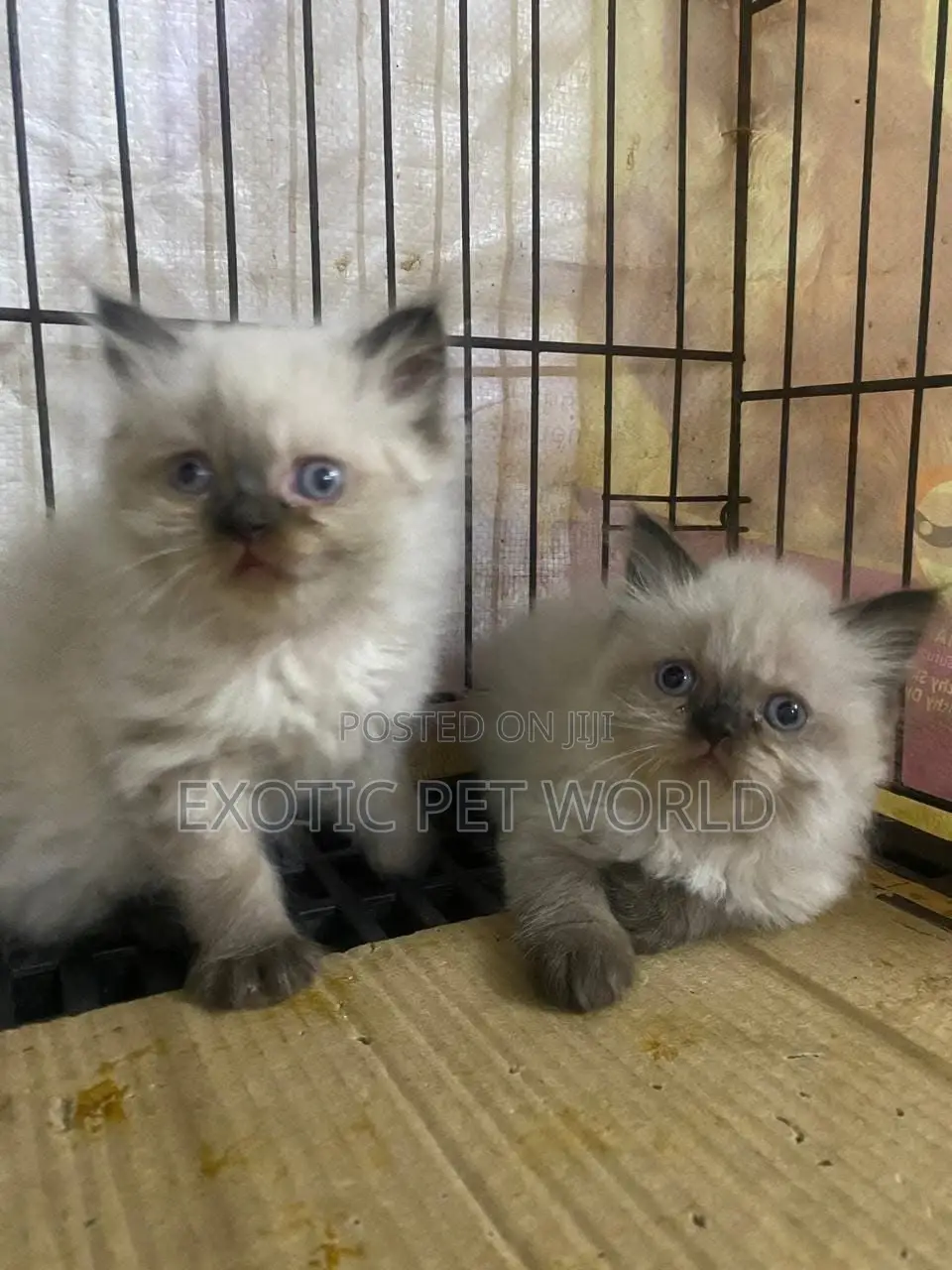 1-3 months Male Purebred Persian