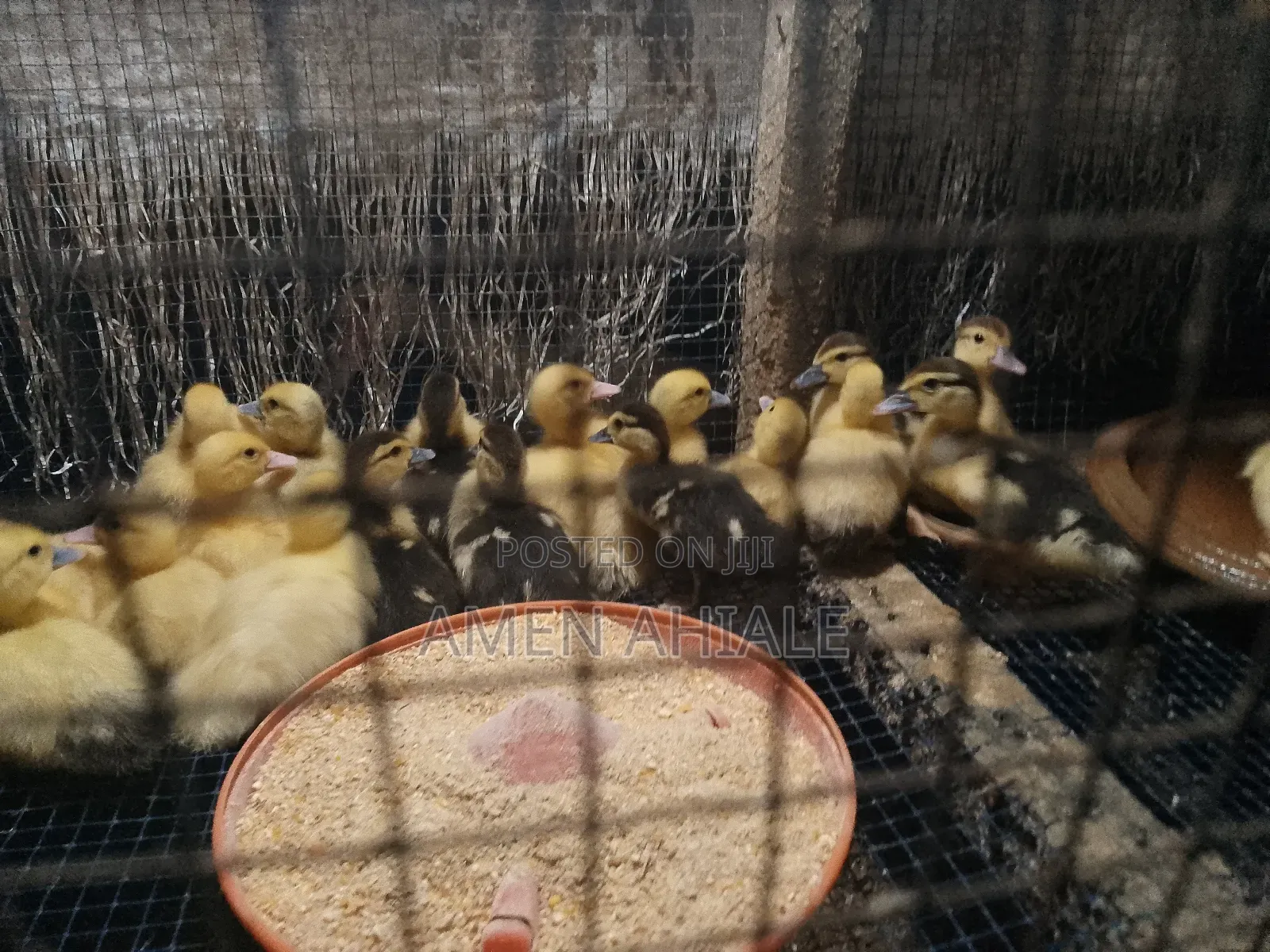Heathly Muscovy Ducklings