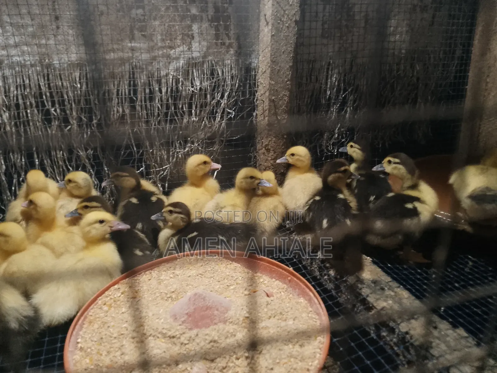 Heathly Muscovy Ducklings