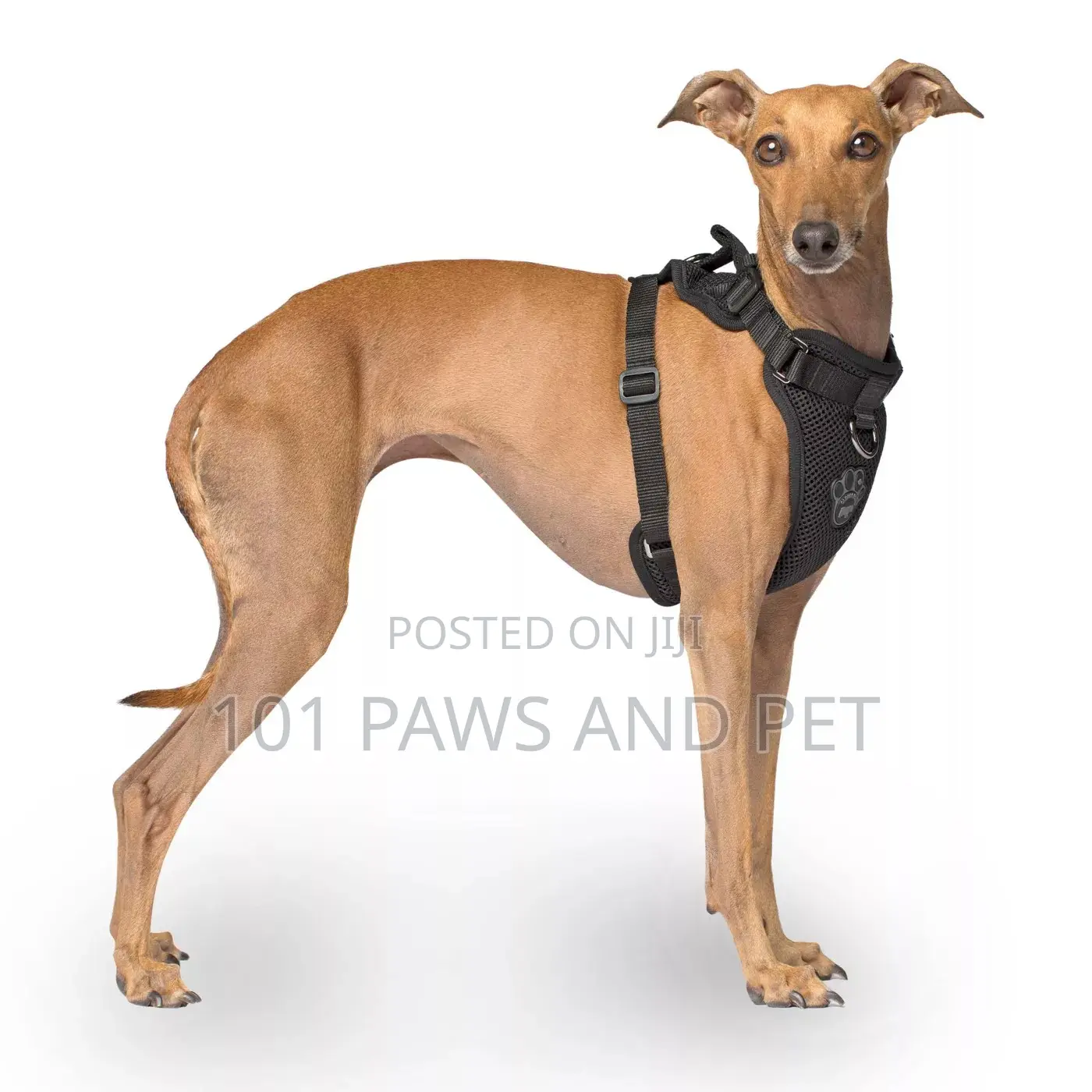 Canada Pooch Dog Harness - Black