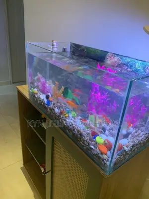 Guy Guy Tabletop Aquarium