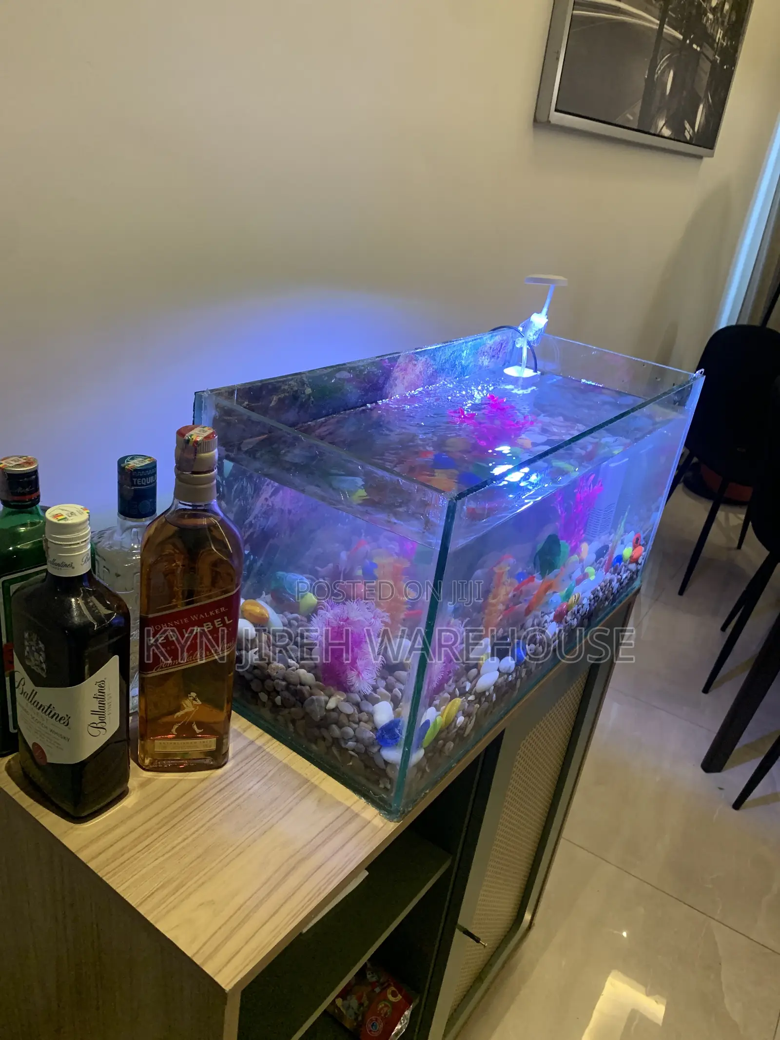 Guy Guy Tabletop Aquarium