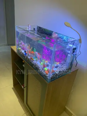 Guy Guy Tabletop Aquarium