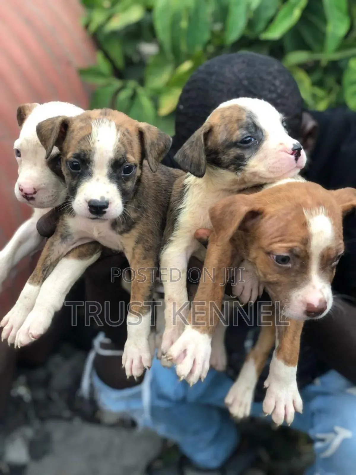 1-3 months Male Purebred American Pit Bull Terrier