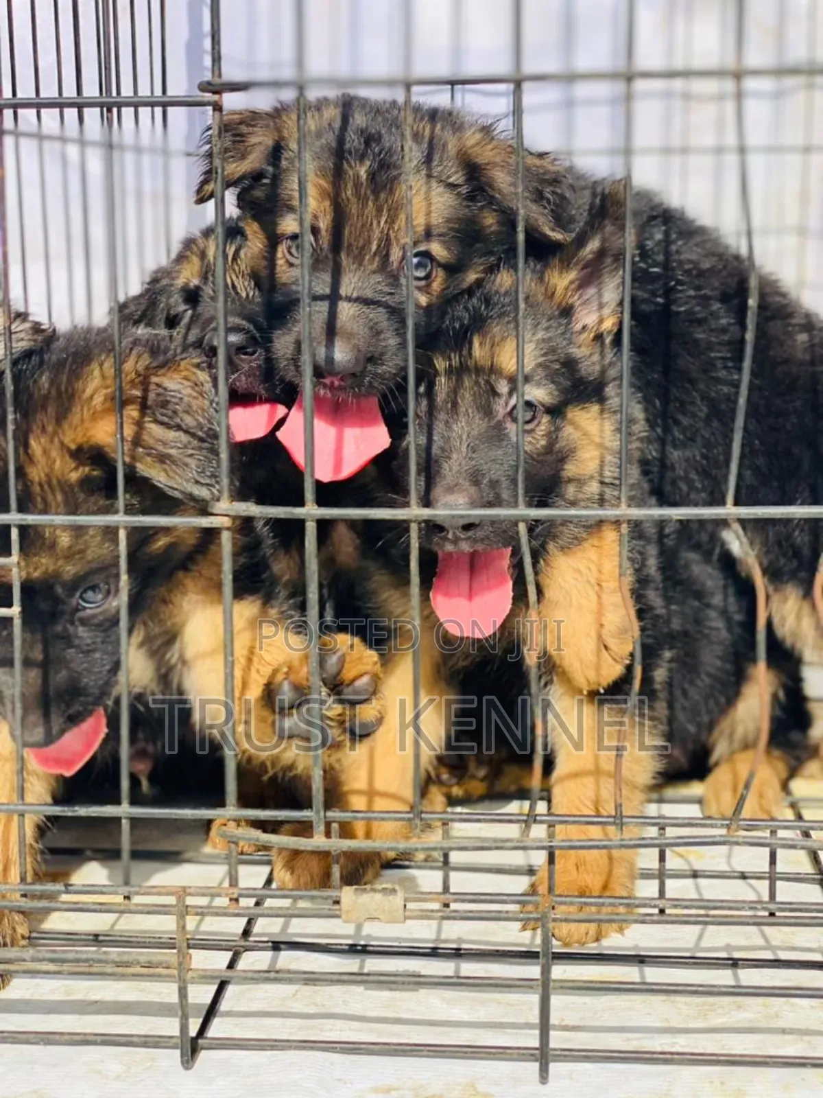 1-3 months Male Purebred German Shepherd