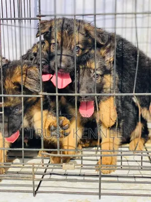 1-3 months Male Purebred German Shepherd
