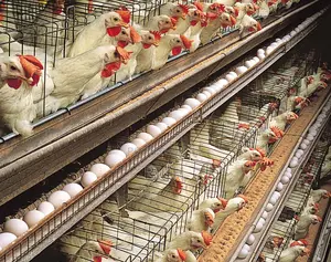 2 Years Experience Poultry Farmer