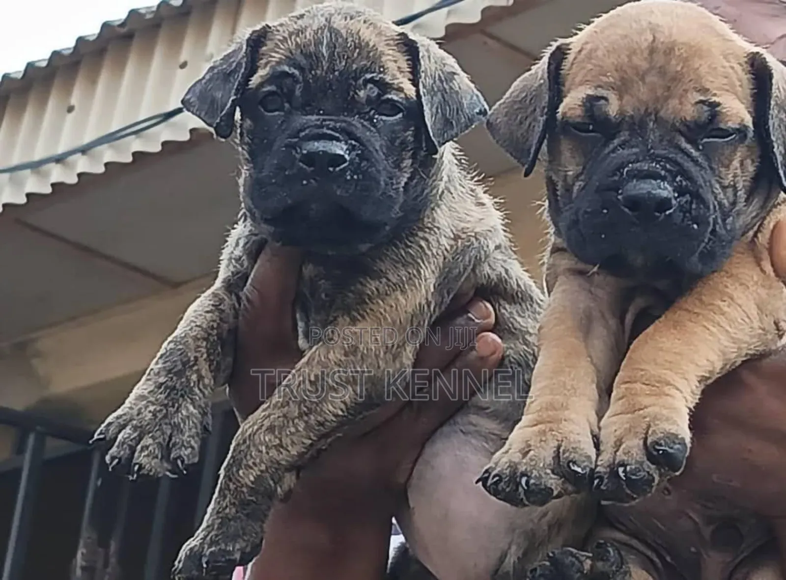 1-3 months Male Purebred Boerboel