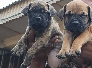 1-3 months Male Purebred Boerboel