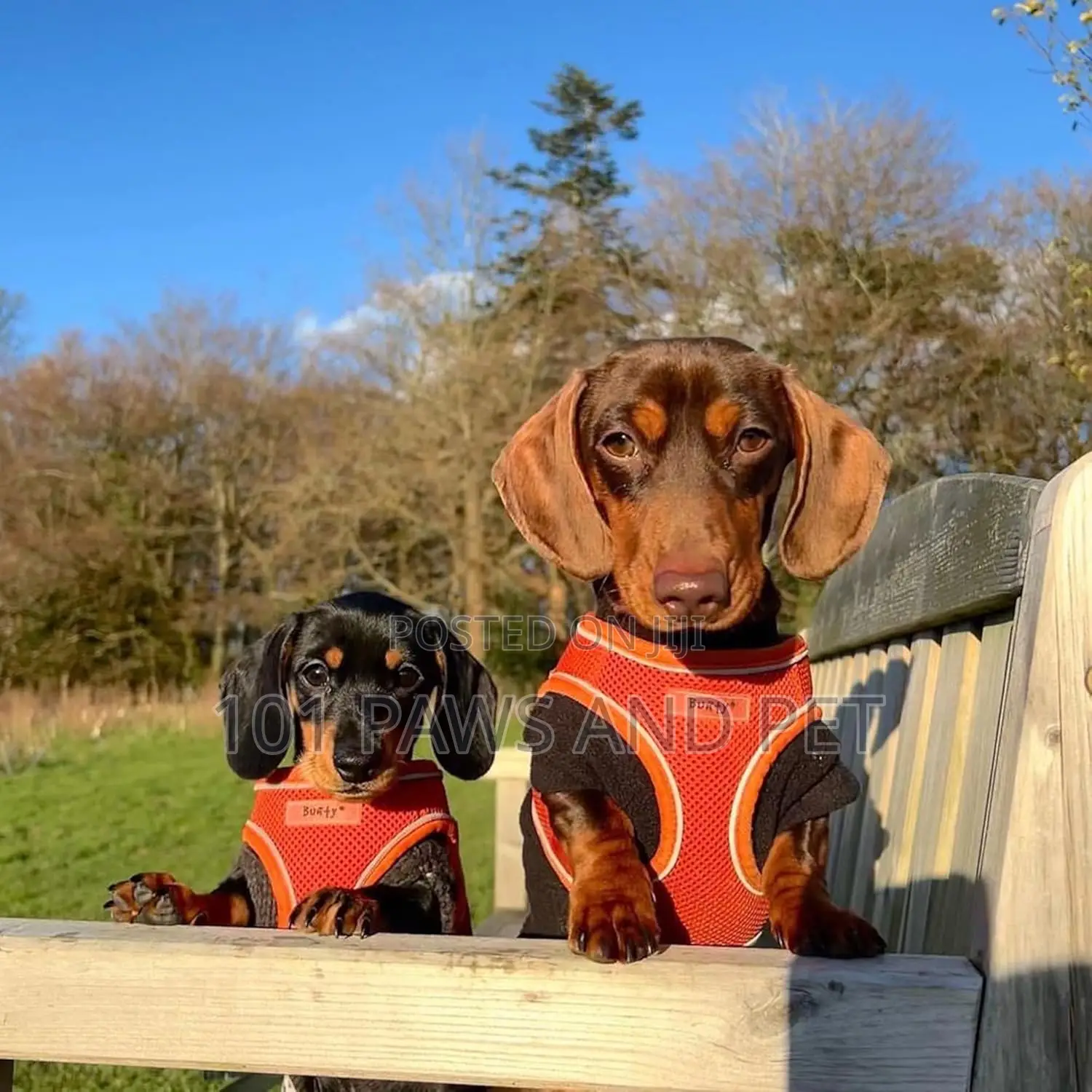 Bunty No Pull Dog Harnes - Soft, Breathable, Durable And Adj