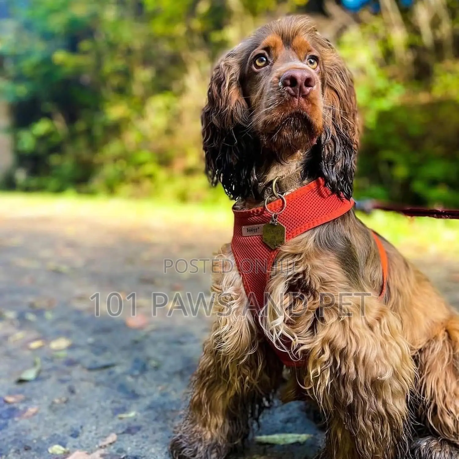 Bunty No Pull Dog Harnes - Soft, Breathable, Durable And Adj