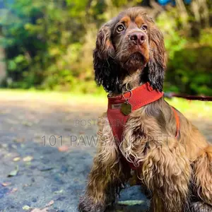 Bunty No Pull Dog Harnes - Soft, Breathable, Durable And Adj