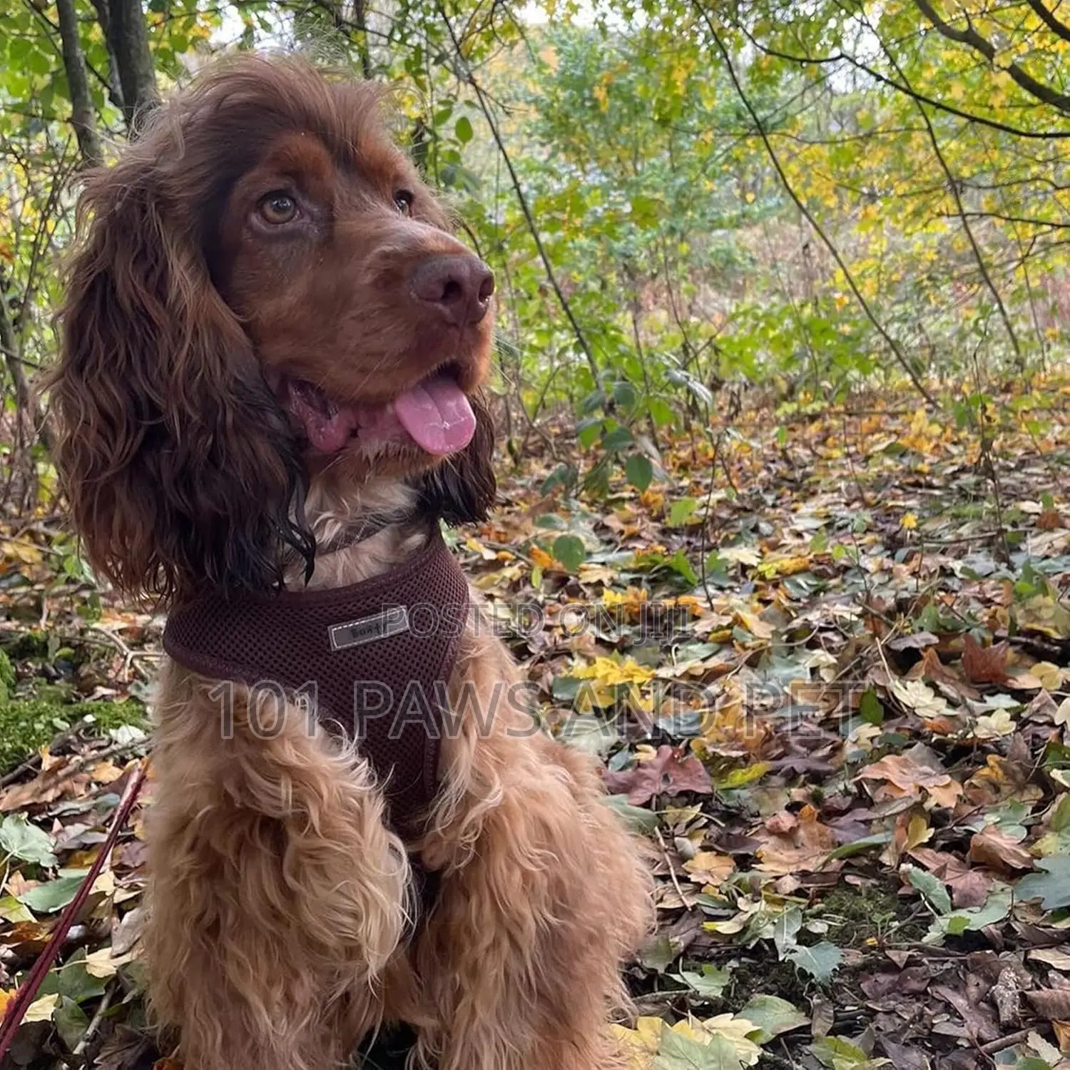 Bunty No Pull Dog Harnes - Soft, Breathable, Durable And Adj