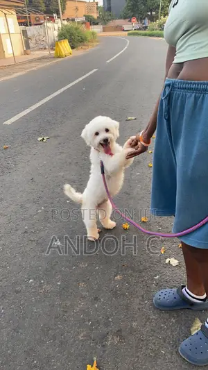 Pet Services