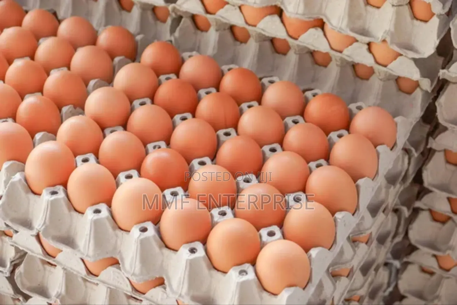 MMF Egg Enterprise