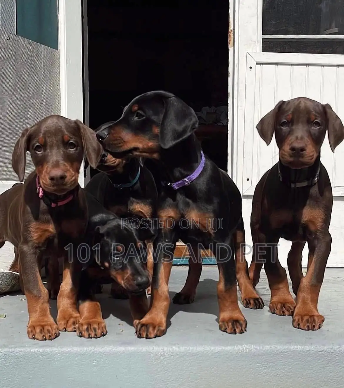 3-6 months Male Purebred Doberman Pinscher