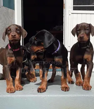 3-6 months Male Purebred Doberman Pinscher